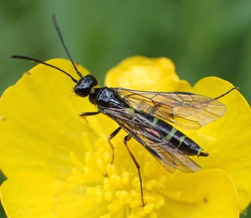 Réf. 257 454 : Cephus pygmaeus